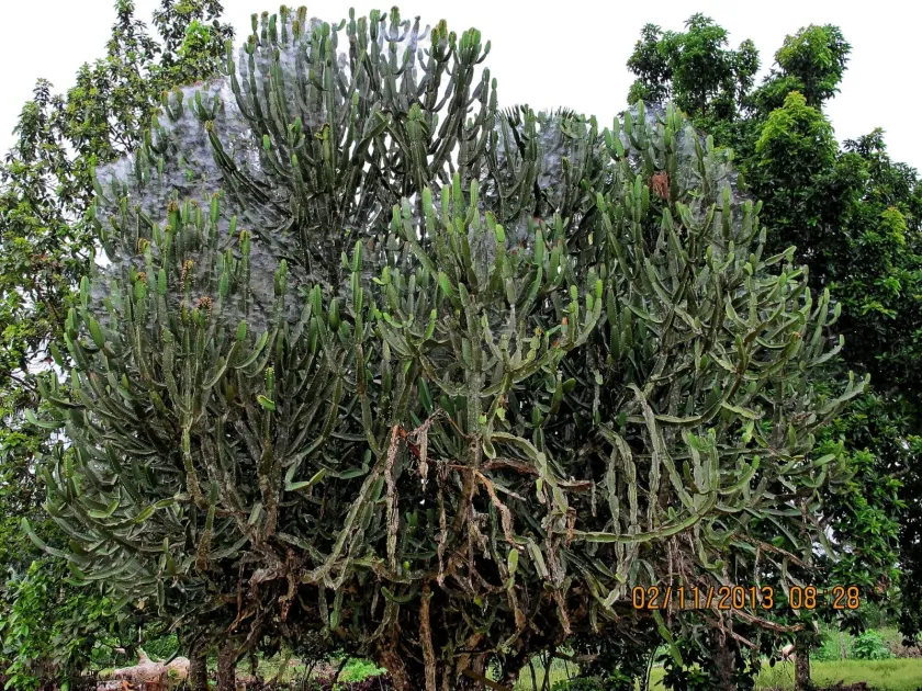 Euphorbia kamerunica