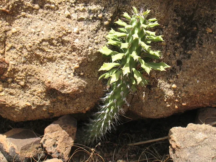 Sudanese Spurge