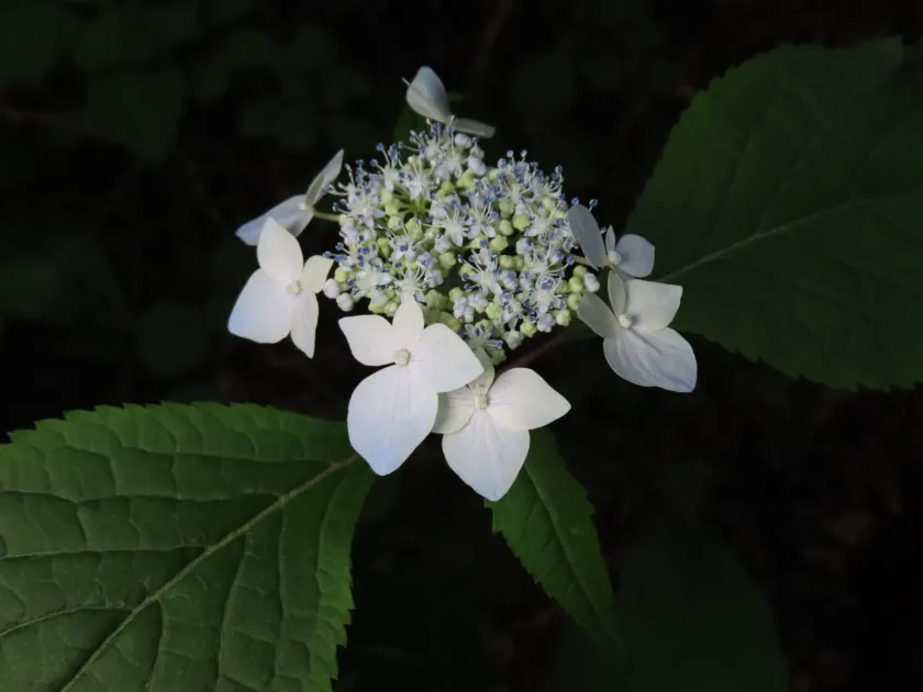 Mountain hydrangea