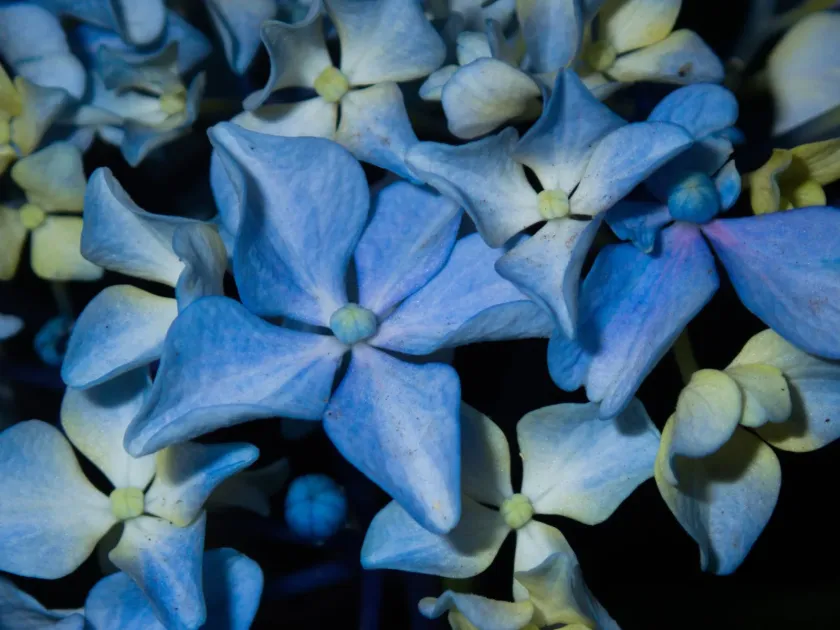 Bigleaf hydrangea