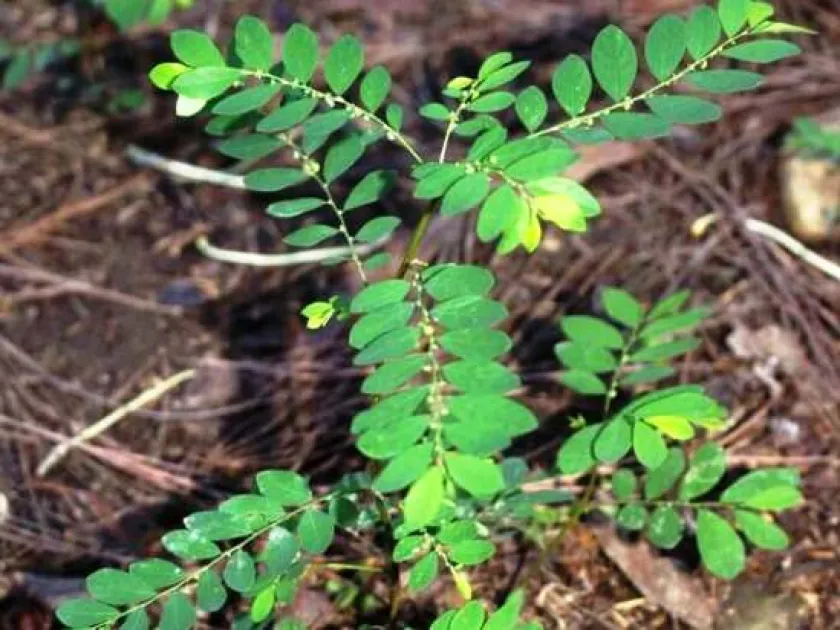 Phyllanthus polyspermus