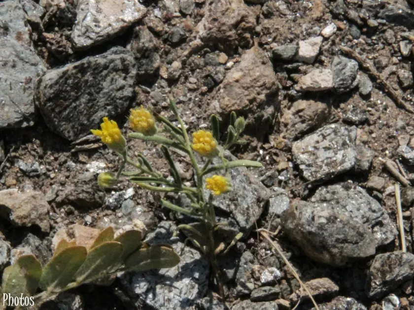 Pegolettia dubiefiana