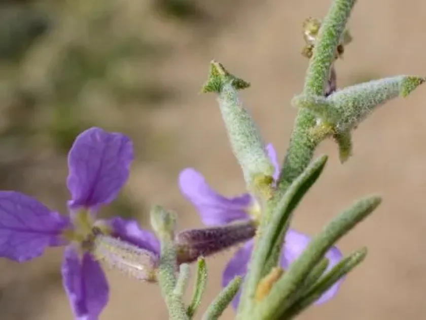 Lonchophora capiomontana