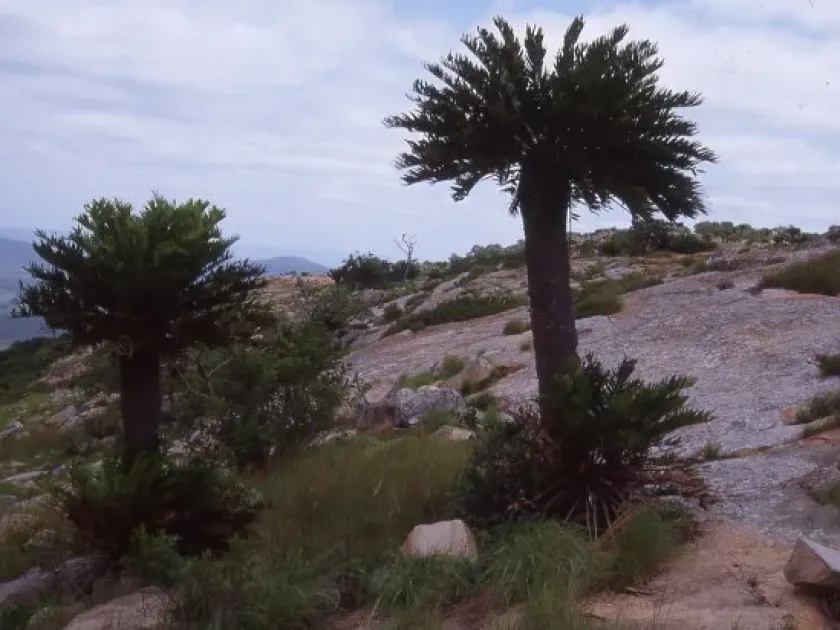 Енцефаляртос лебомбоензіс
