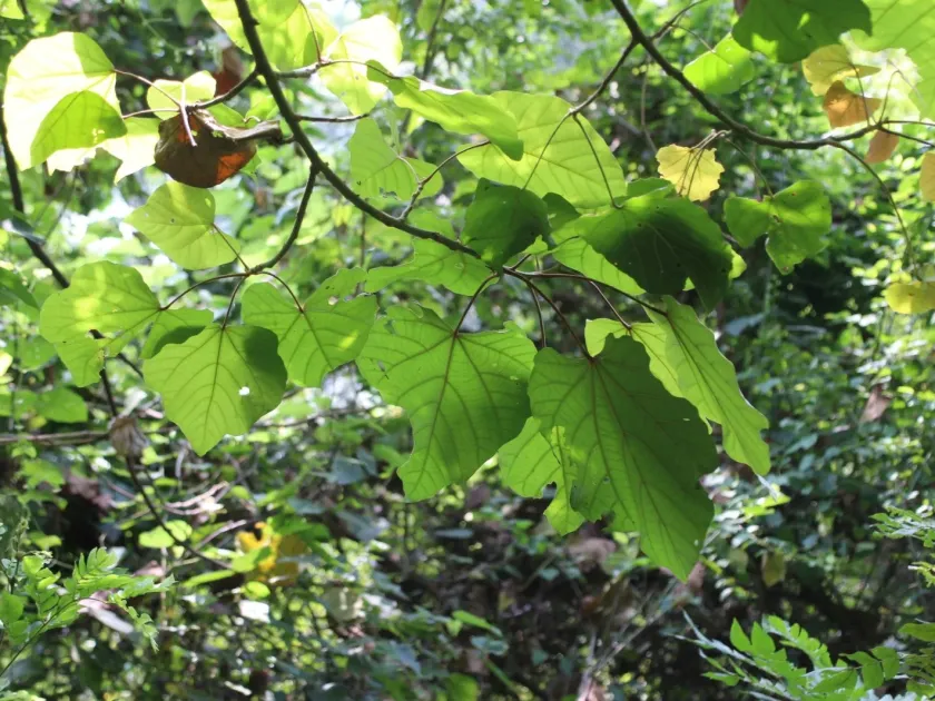 Pterygota mildbraedii