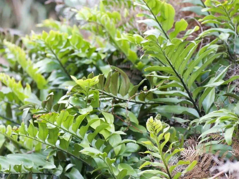 Shining spleenwort