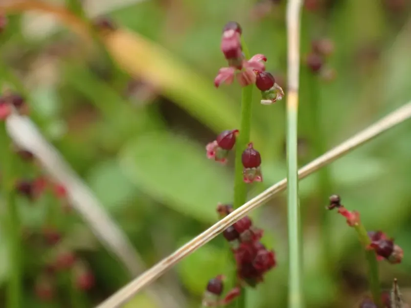 Creeping raspwort