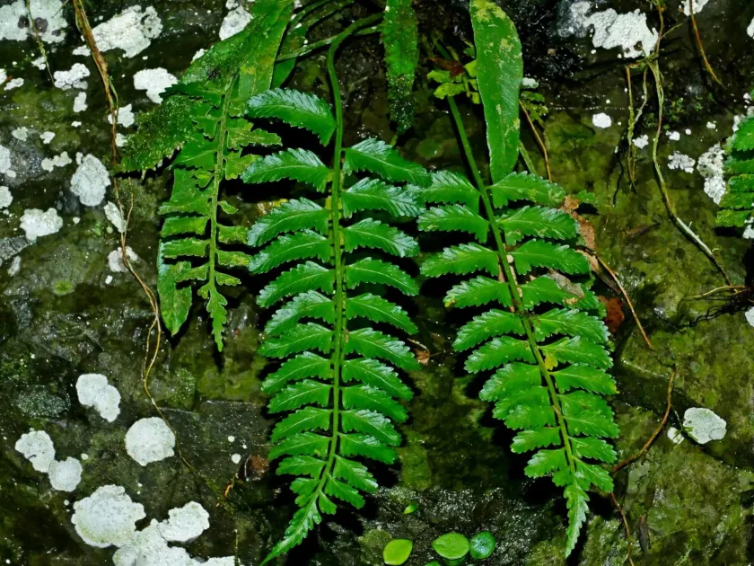 Asplenium tenerum