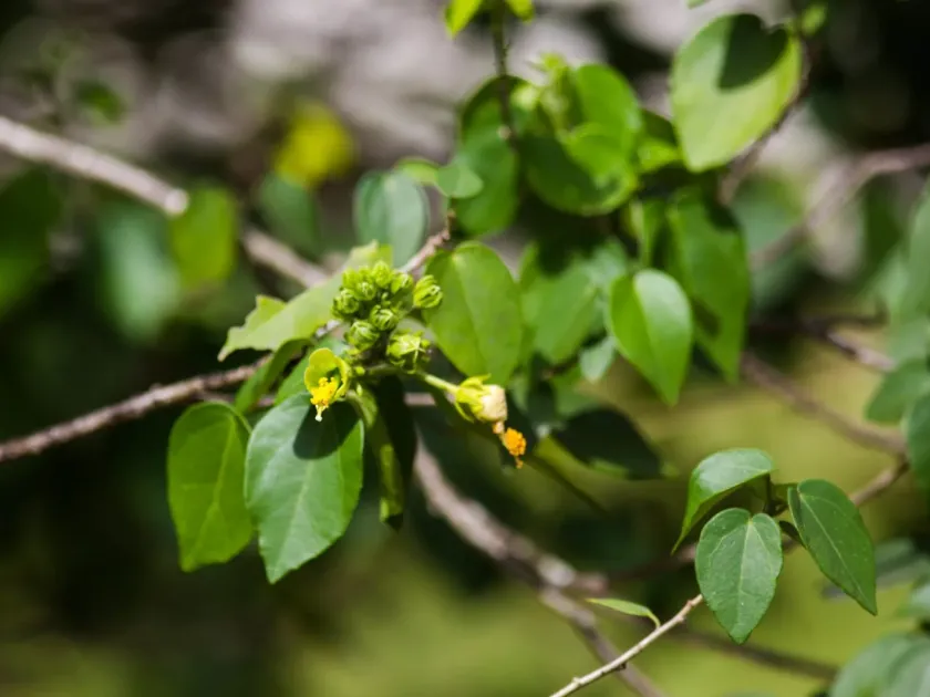 Pavonia paludicola