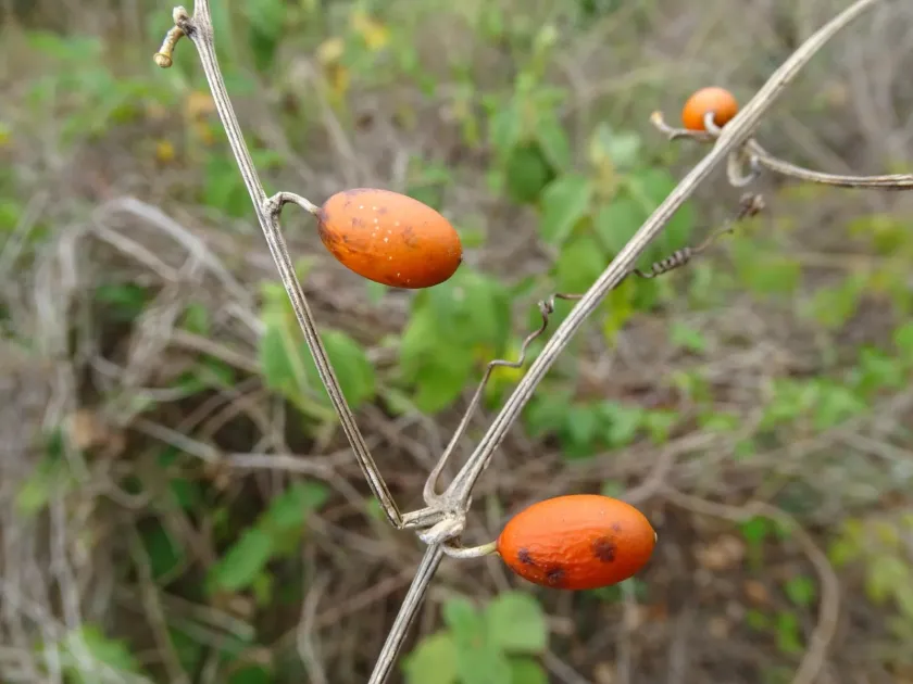 Cayaponia racemosa
