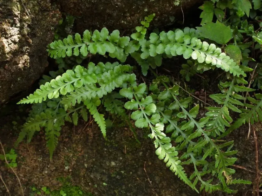 Asplenium castaneoviride