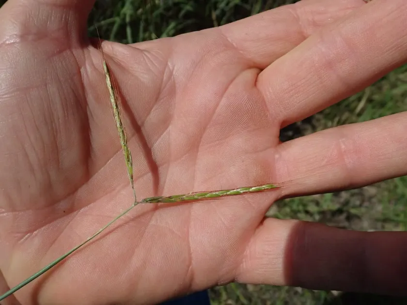 Hyparrhenia hirta