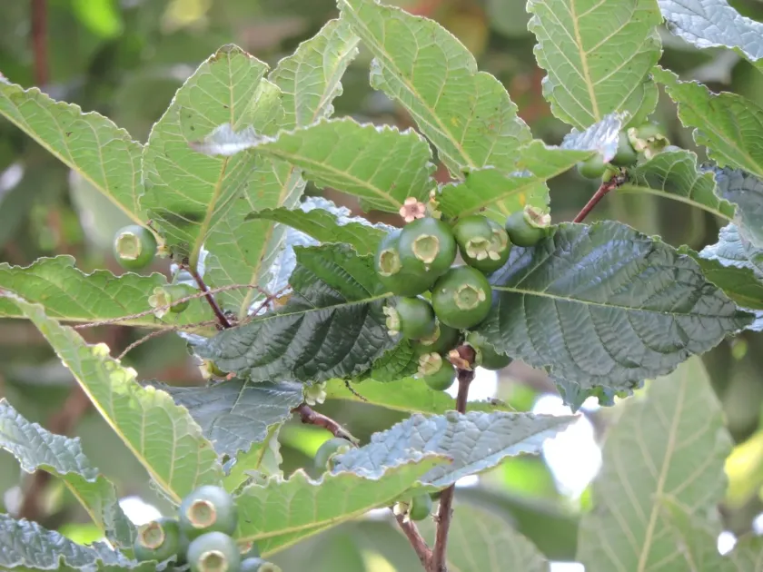 Campomanesia reitziana