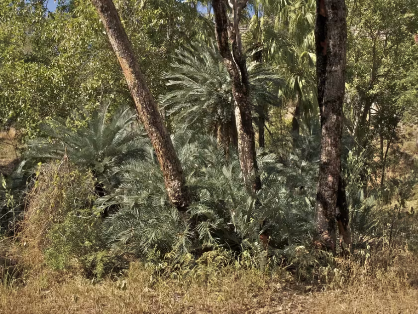 Cycas brunnea