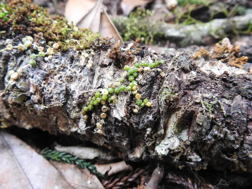 Bulbophyllum globuliforme