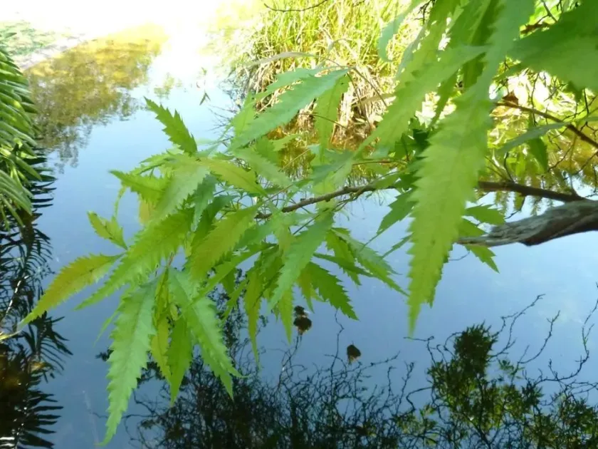 Smodingium argutum