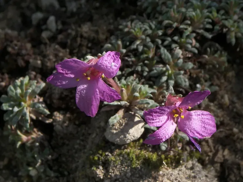 Saxifraga dinnikii