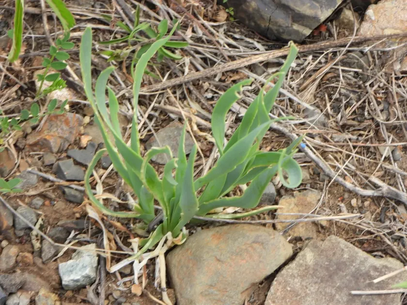 Siberian chive