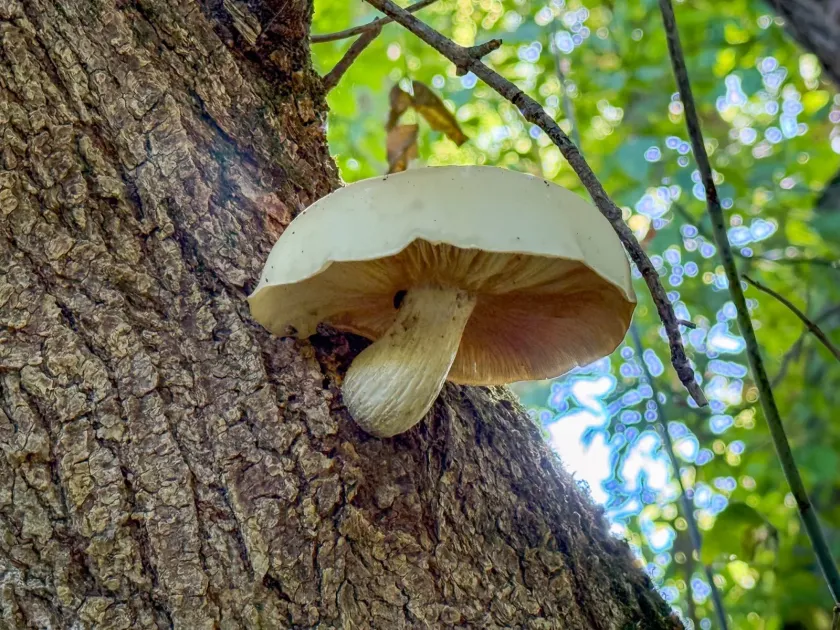 Elm oyster mushroom