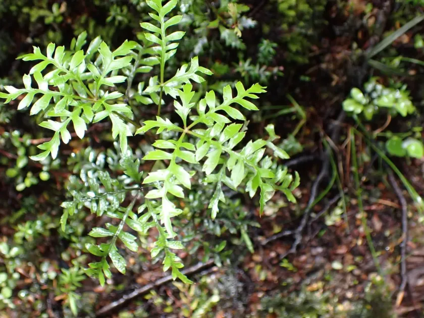 Raukaua simplex