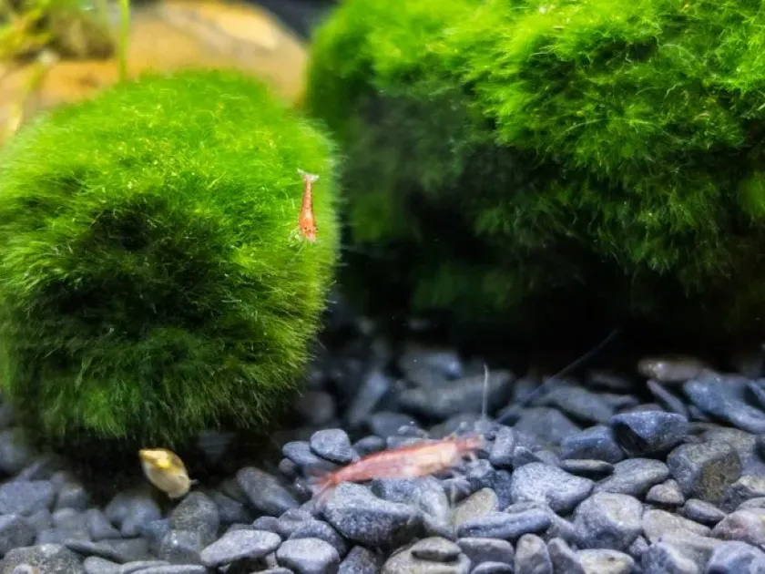 Aegagropila linnaei