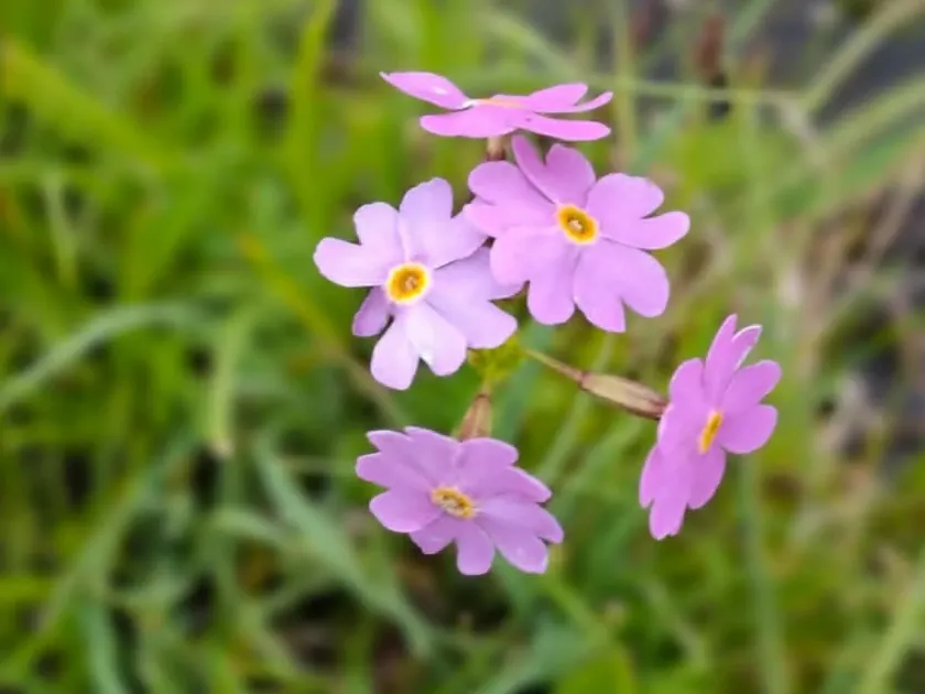 Примула поникающая