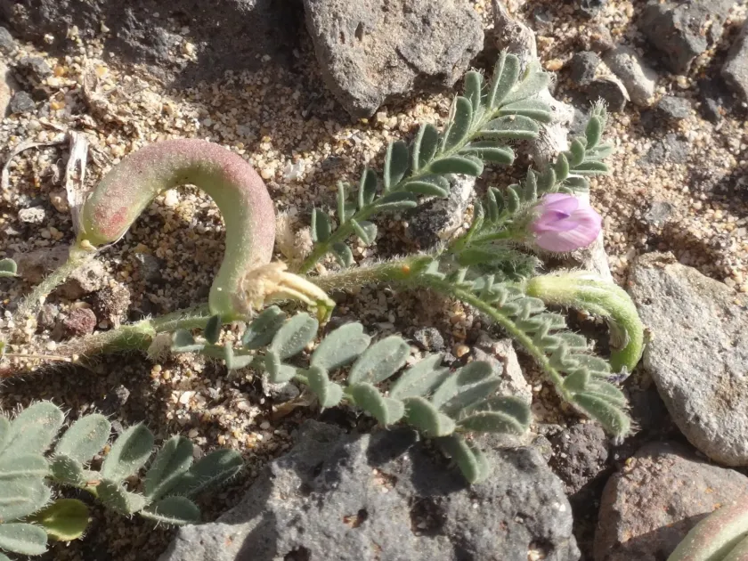 Astragalus mareoticus