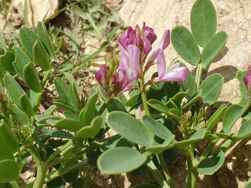 Hedysarum carnosum