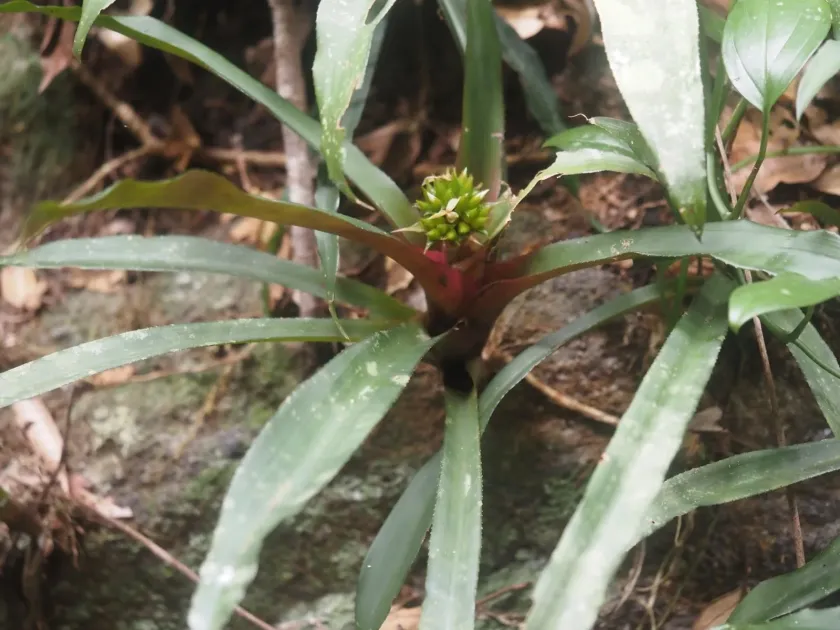Nidularium burchellii