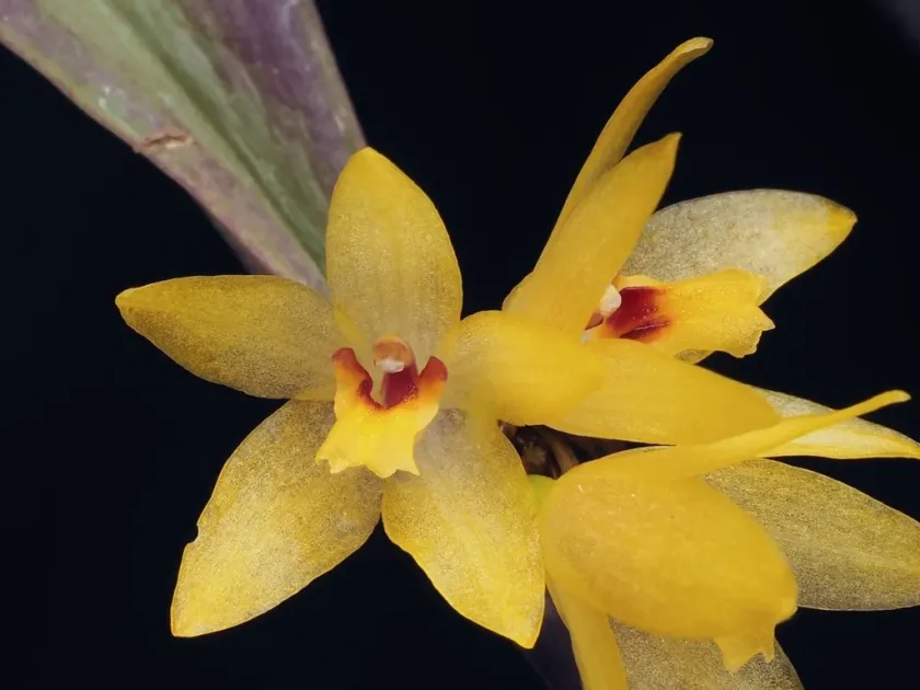 Octomeria grandiflora
