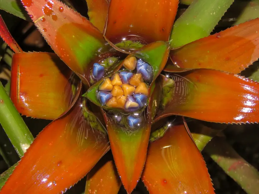 Nidularium procerum
