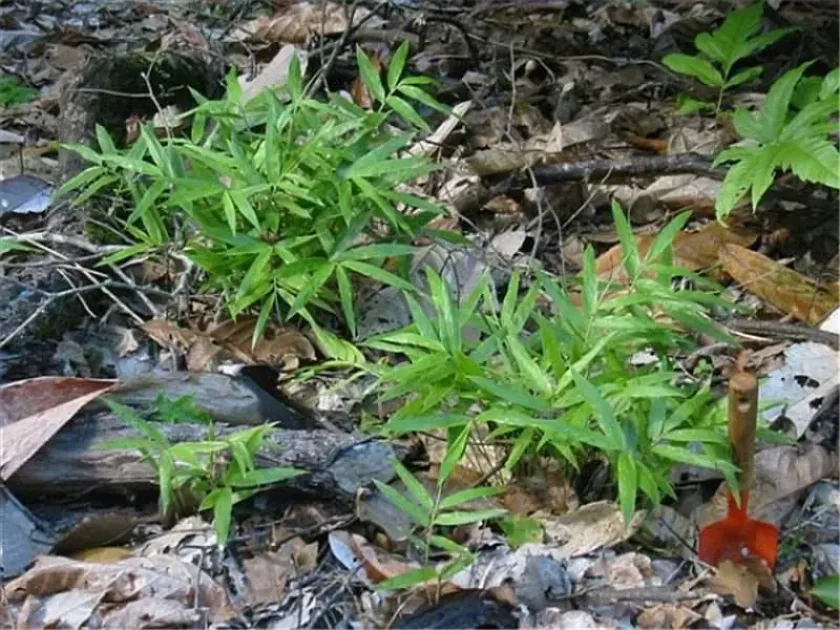 Eremitis parviflora