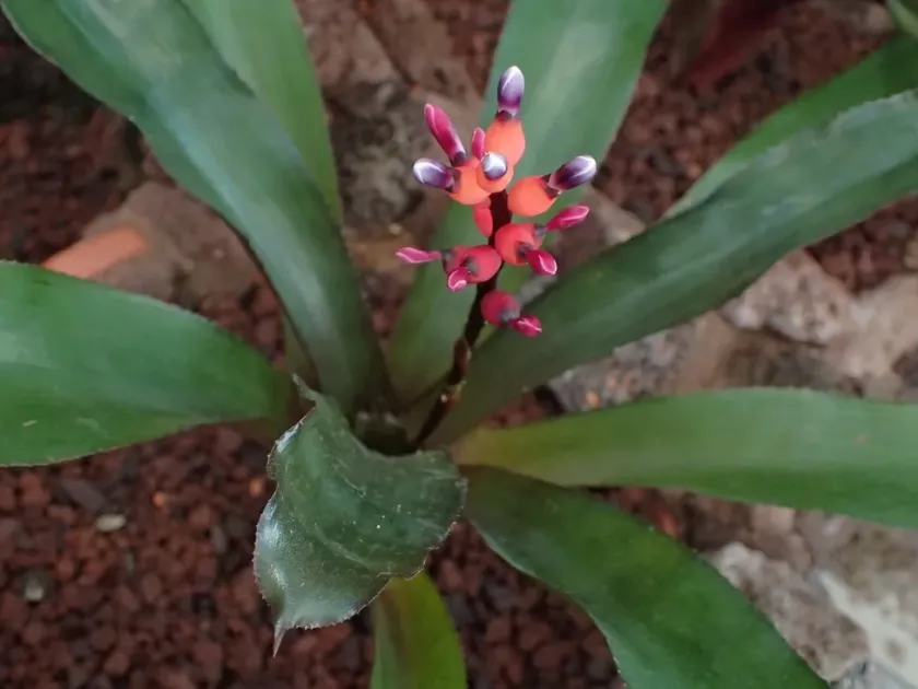 Aechmea victoriana