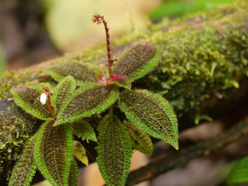 Triolena pustulata