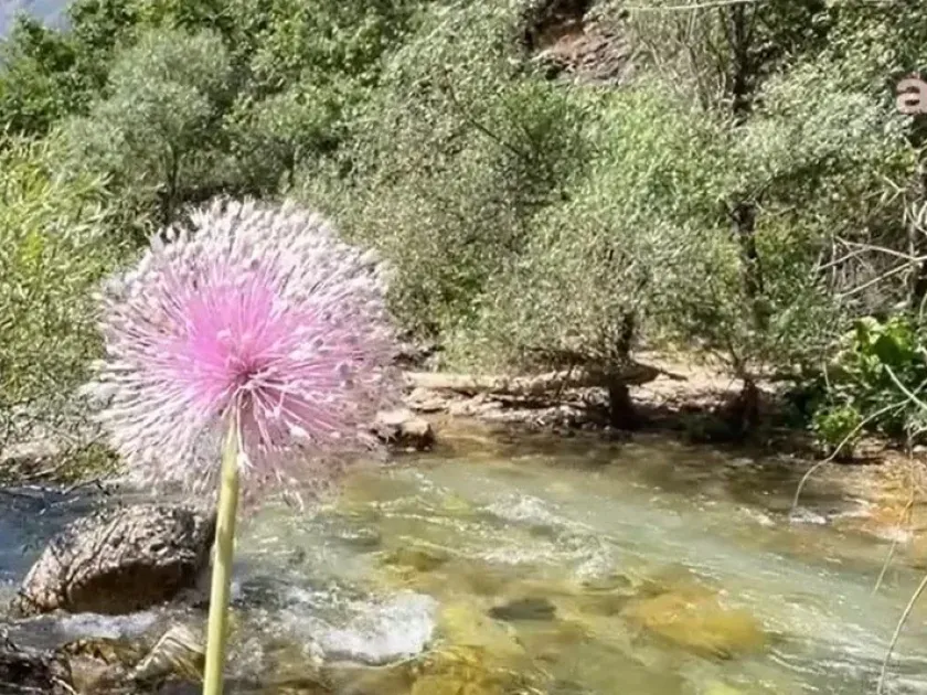 Tunceli garlic