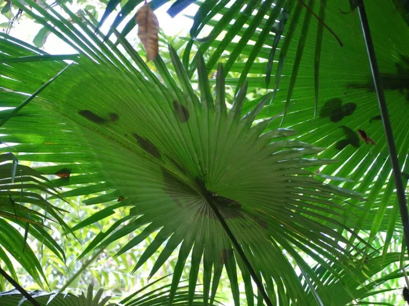 Kerriodoxa