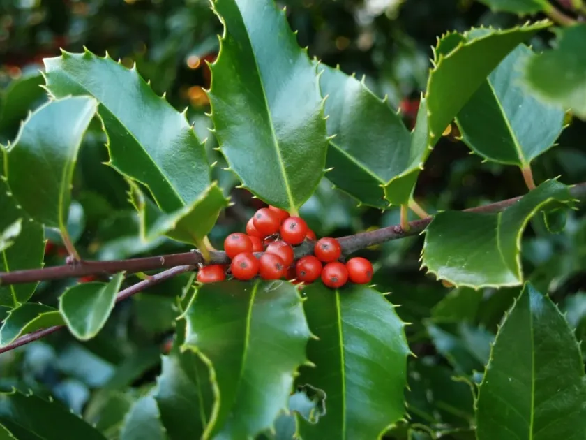 Central Chinese hybrid holly