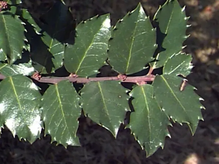 Hybrids of Ilex crenata, Ilex x aquipernyi and Ilex rugosa