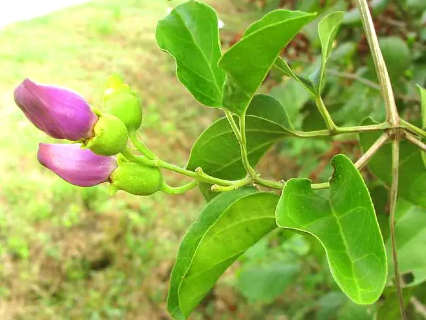 Ampilolophium