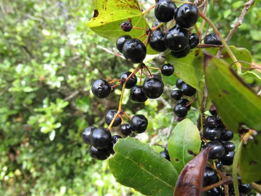 Smilax japicanga