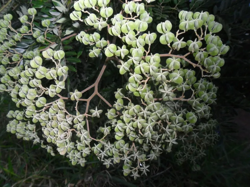 Dictyoloma incanescens