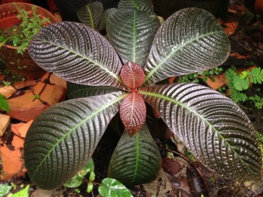 Hoffmannia ghiesbreghtii