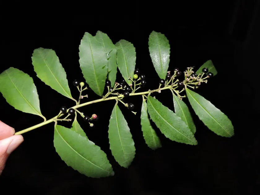 Ilex dumosa