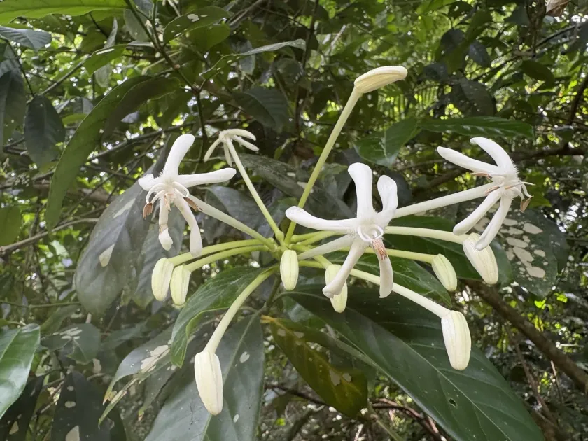 Posoqueria latifolia
