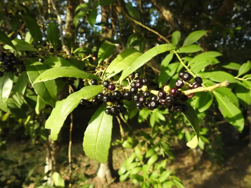 Ilex dumosa