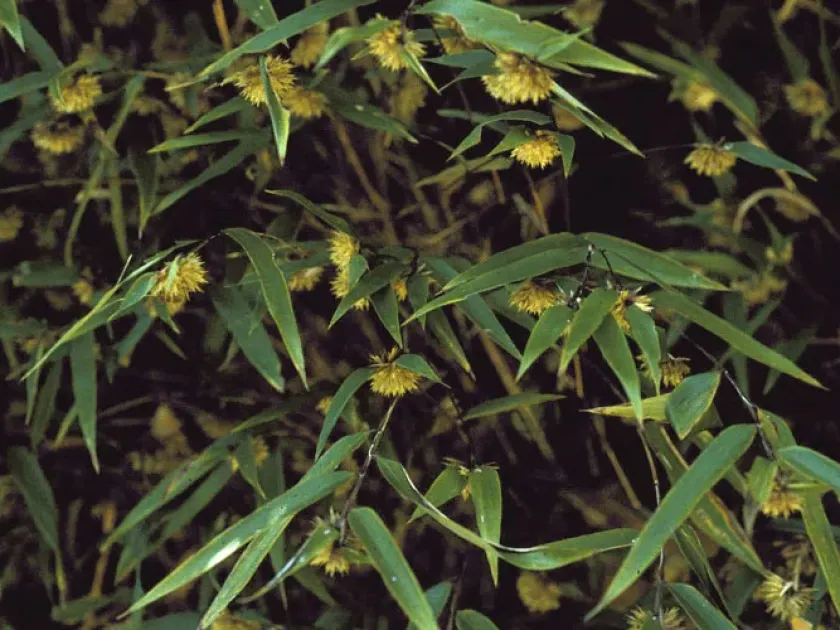 Chusquea capitata