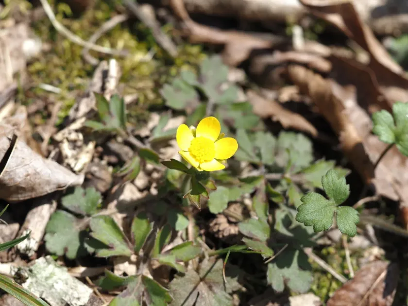 Bristly buttercup