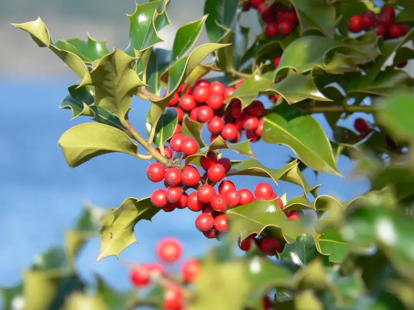 Ilex owariensis