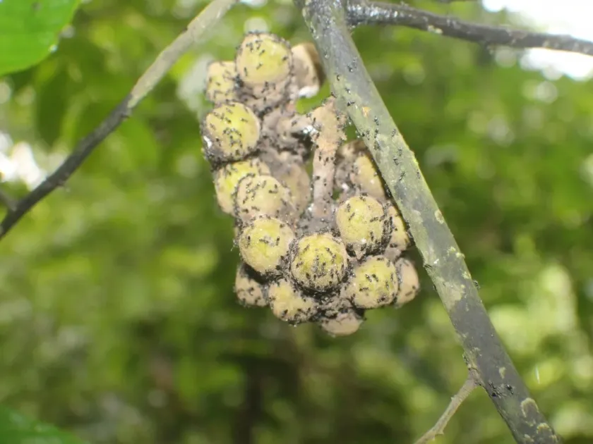 Monoon acuminatum