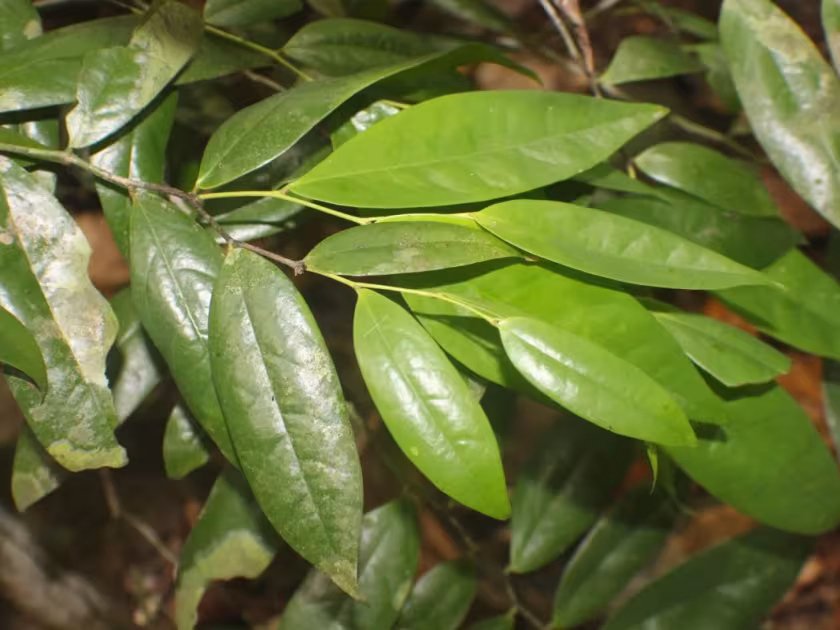 Polyalthia persicifolia